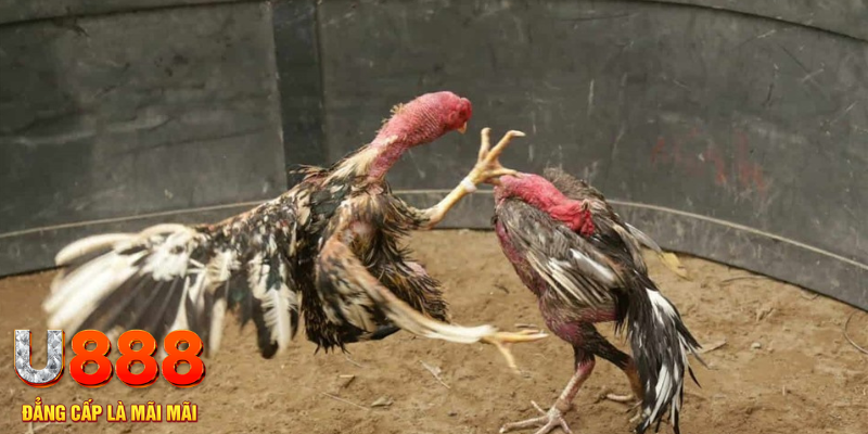 866mm live xổ số hà nội hôm nay
